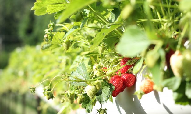 Ingenieros diseñan un robot recolector de frutillas que mata hongos con tecnología UV