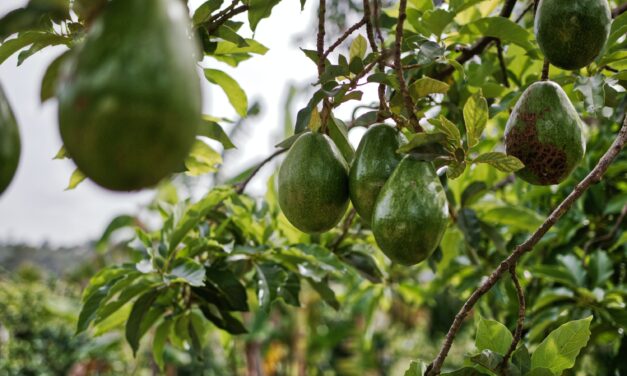 Científicos colombianos crean IA que predice plagas que afecta el aguacate Hass