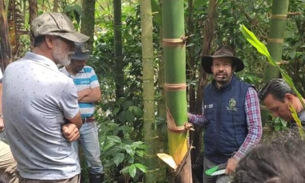 La guadua tiene más de mil usos y es una gran oportunidad económica para el campo