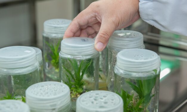 Los avances de la biotecnología en el campo de la ingeniería genética