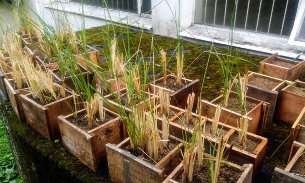 El vetiver, un “material” aliado en la construcción y prevención de deslizamientos