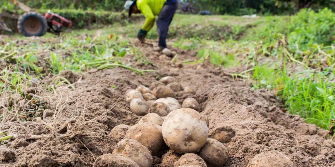Crisis agraria golpea al campesino, mientras exportaciones alcanzan récord histórico