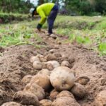 Crisis agraria golpea al campesino, mientras exportaciones alcanzan récord histórico