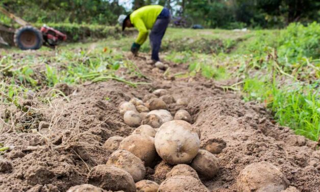Crisis agraria golpea al campesino, mientras exportaciones alcanzan récord histórico