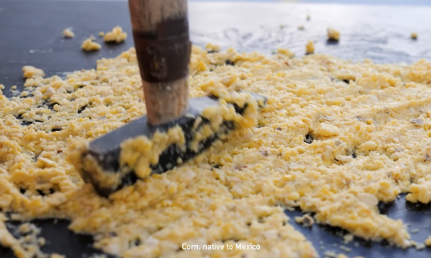 Material de construcción a partir de residuos de maíz: avances y retos de un desarrollo experimental